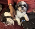 Small Photo #1 Shih Tzu Puppy For Sale in SNELLVILLE, GA, USA