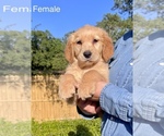 Small #3 Golden Retriever