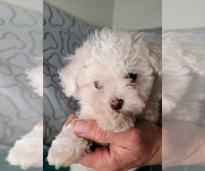 Bichon Frise Puppy for Sale in KENDALL, Wisconsin USA