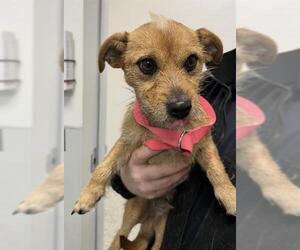 Miniature Schnauzer-Rat Terrier Mix Dogs for adoption in Rosenberg, TX, USA