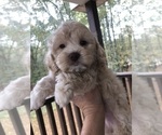 Small Photo #24 Cockapoo Puppy For Sale in BOGART, GA, USA
