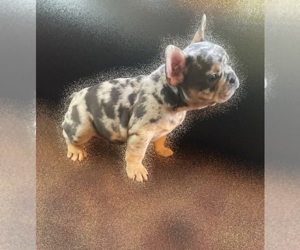 Medium Photo #4 French Bulldog Puppy For Sale in FAIRBURN, GA, USA