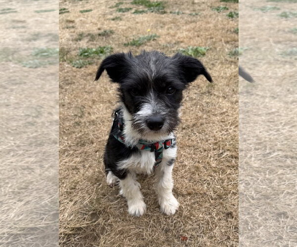 Medium Photo #2 Mutt Puppy For Sale in Bellevue, WA, USA