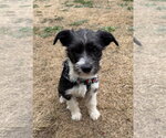 Small #1 Mutt