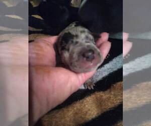 Great Dane Puppy for sale in SEVIERVILLE, TN, USA