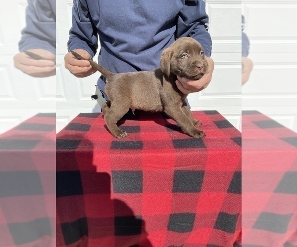 Medium Photo #6 Labrador Retriever Puppy For Sale in SAINT JOSEPH, MO, USA