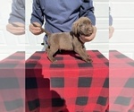 Small Photo #6 Labrador Retriever Puppy For Sale in SAINT JOSEPH, MO, USA