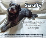 Small Photo #3 Mutt Puppy For Sale in Anchorage, AK, USA