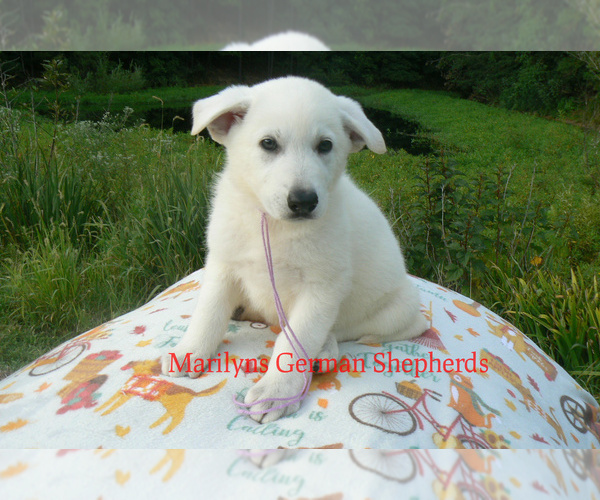 Medium Photo #2 German Shepherd Dog Puppy For Sale in PIEDMONT, MO, USA