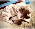 Small #8 American Bully