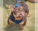 Small #4 Bulldog