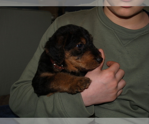 Medium Photo #5 Airedale Terrier Puppy For Sale in CHARLESTOWN, IN, USA