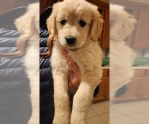 Bichon Frise-Golden Retriever Mix Puppy for sale in CARLSBAD, CA, USA