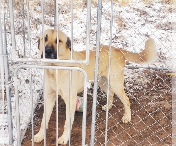Medium Photo #15 Kangal Dog Puppy For Sale in SILVER LAKE, OR, USA