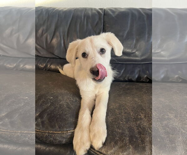 Medium Photo #4 Great Pyrenees Puppy For Sale in Spring, TX, USA