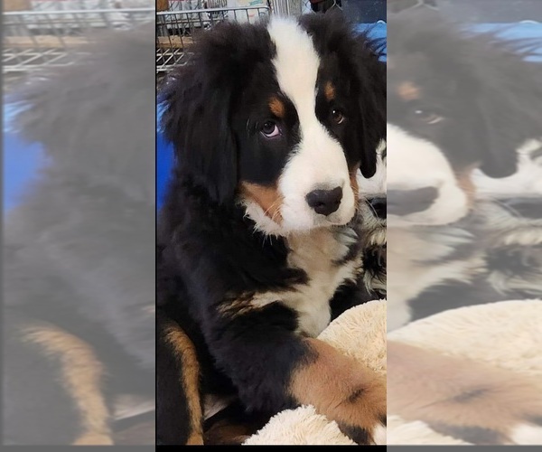 Medium Photo #2 Bernese Mountain Dog Puppy For Sale in TAYLORSVILLE, NC, USA