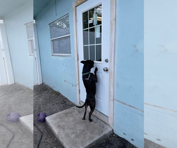Medium Photo #36 American Pit Bull Terrier-Unknown Mix Puppy For Sale in Pompano Beach , FL, USA