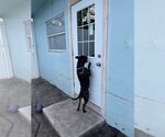 Small #35 American Pit Bull Terrier Mix