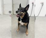 Small Rottweiler