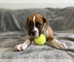 Puppy Royal Boxer
