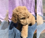 Small Photo #4 Goldendoodle Puppy For Sale in WESTMINSTER, SC, USA