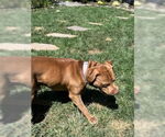 Small #4 Staffordshire Bull Terrier Mix