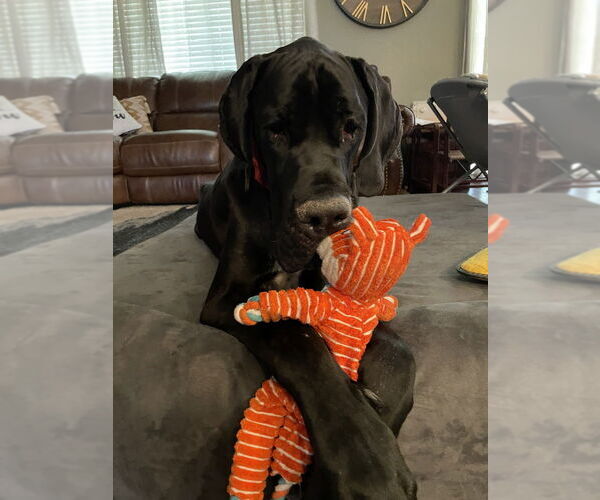 Medium Photo #3 Great Dane Puppy For Sale in Vail, AZ, USA