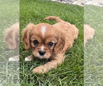 Lucy - Female Cavalier King Charles Spaniel Dog for Adoption - Small photo