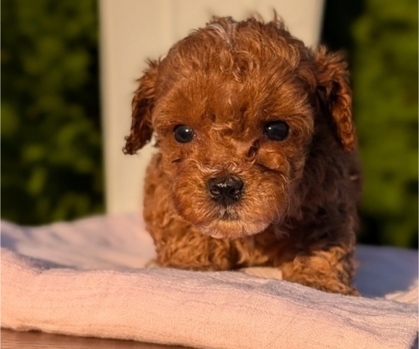Medium Photo #3 Poodle (Miniature) Puppy For Sale in GOSHEN, IN, USA
