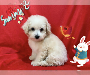 Maltipoo Puppy for sale in SAN FRANCISCO, CA, USA