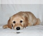 Small Photo #3 Golden Retriever Puppy For Sale in SENECA, SC, USA