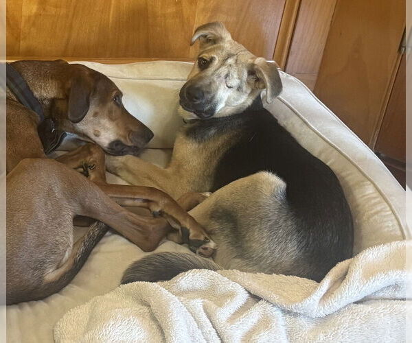 Medium Photo #3 German Shepherd Dog-Unknown Mix Puppy For Sale in Springdale, PA, USA