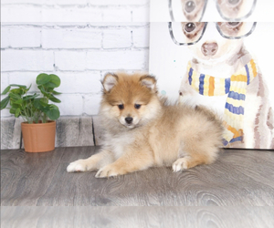Pomeranian Puppy for sale in RED LION, PA, USA