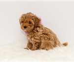 Small Photo #5 Maltipoo Puppy For Sale in LITTLE ROCK, AR, USA