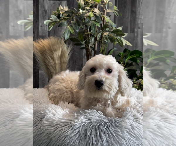 Medium Photo #2 Poo-Ton (Toy) Puppy For Sale in CANOGA, NY, USA