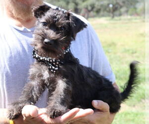 Poodle (Miniature)-Unknown Mix Dogs for adoption in Bandera, TX, USA