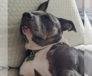 Gayle - Female Mutt Dog for Adoption - Photo #24