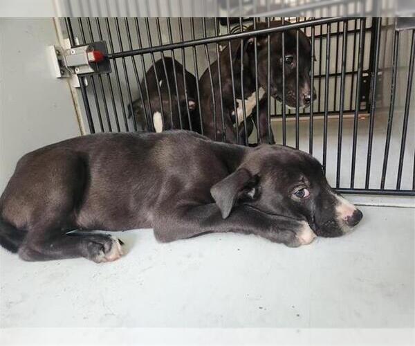 Medium Photo #1 Staffordshire Bull Terrier-Unknown Mix Puppy For Sale in Houston, TX, USA