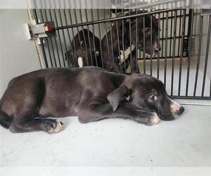 Staffordshire Bull Terrier-Unknown Mix Dogs for adoption in Houston, TX, USA