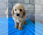 Small Photo #1 Labrador Retriever-Poodle (Toy) Mix Puppy For Sale in RICHMOND, IL, USA