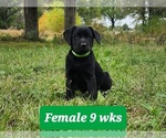 Small Photo #3 Labrador Retriever Puppy For Sale in EDGEWOOD, TX, USA