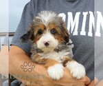 Small Bernedoodle (Miniature)