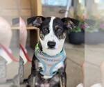 Small #4 Mountain Cur Mix