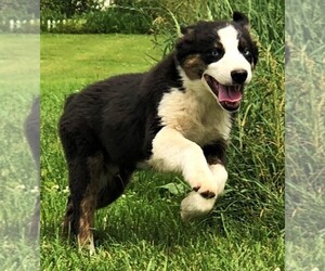 Australian Shepherd Puppy for sale in STRATFORD, WI, USA