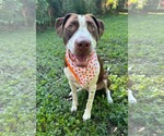 Small American Pit Bull Terrier Mix