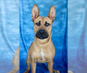 German Shepherd Dog-Unknown Mix Dogs for adoption in Holly Springs, NC, USA