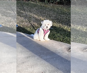 Lhasa Apso-Maltipoo Mix Puppy for sale in UPLAND, CA, USA