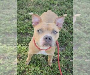 American Staffordshire Terrier Dogs for adoption in Fort Lauderdale, FL, USA