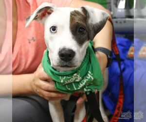 Charles - Male Jack-A-Bee Dog for Adoption - Photo #2
