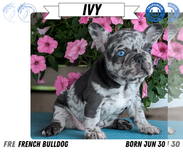 Medium Photo #10 French Bulldog Puppy For Sale in GOSHEN, IN, USA